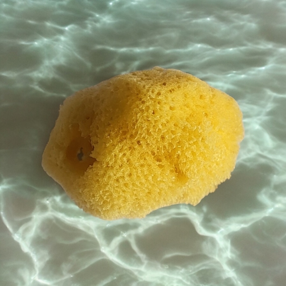 Now Available! Natural Sea Sponges Variety Of Sizes See Below! - Picture 9 of 9